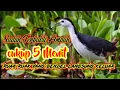 Lagu Suara Burung Wak Wak Betina Mp3 Paling Ampuh Yang Bandel Pasti'Kluar Bisa Dibuktikan Sendiri
