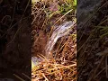 Download Lagu The colors of nature after the rain 🌈 | From gray to bright green