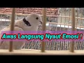 Download Lagu Awas Langsung Nyaut Emosi ! Puter pelung Gacor Ampuh Untuk Pancingan