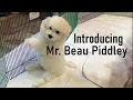 Come Meet Our New BICHON FRISE Puppy After seeing this you re gonna want one or two