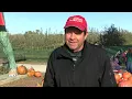 Illinois the Pumpkin Producing State
