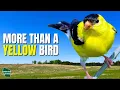 5 Things You Didn t Know About American Goldfinches