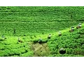 Download Lagu JEJAK SI GUNDUL - Membuat Semar Mendem dari Daun Teh