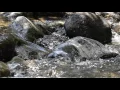 Nature Sounds Forest Creek Sounds + Video in HD 1080p.