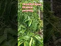 Download Lagu #bahan buah kopi penyelang #shortsvideo