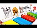 Play \u0026 Learn Animals with Colorful Paints - Best Preschool Toddler Learning Video