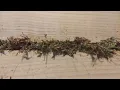 Download Lagu Traditional moss chinking of a log cabin in the Carpathians in Poland