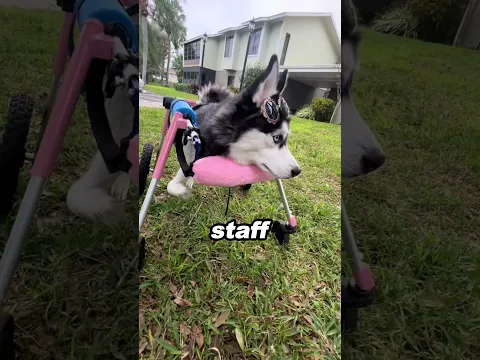 Husky Lost Two Legs And Had One Hour Left π’ Then A Widow Walked Through The Door π