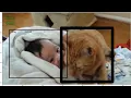 YOLO object detection prediction trained on CPU
