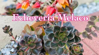 Download Echeveria Melaco Propagation MP3