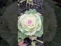 Download Lagu most beautiful Quran recitation surah takwir #explore #quran #beautiful #mzaaki #foryou #flowers