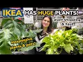 IKEA Has HUGE Plants In Stock Big Box Houseplant Shopping Haul - Indoor Houseplant Shop With Me