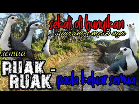 Download MP3 Suara pikat gacor burung ruak ruak terbaru...sekali dibunyikan langsung pada keluar semua..