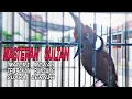Download Lagu Masteran Cililin Gacor Bledor Nembak Panjang Suara jernih Pas Buat Masteran Muraibatu