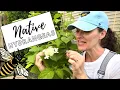 Planting the Best Native Hydrangea for Pollinators Here She Grows