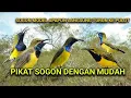 Download Lagu Suara Pikat Sogon Paling Ampuh Bikin Burung cepat Kumpul Dijamin Dapat Banyak.