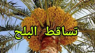 تفسير الاحلام 107 تساقط البلح من النخل 