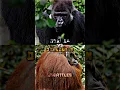 Gorilla vs Orangutan