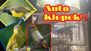 pikat kolibri rimba cabean rimba sogon korlap ribut mix sg pulot