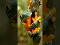 Download Lagu Calm frog #shorts #nature #naturelovers #wildlife #alam #frog #katak #kodok #naturephotography