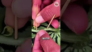 Why Do Farmers StickToothpicks Into Watermelon Stems 