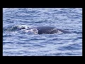 Download Lagu fin whale