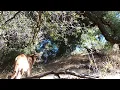 The Hills Are Alive With The Sounds Of A Mountain Lion