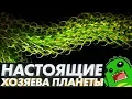 Download Lagu РАСТЕНИЯ захватившие сушу: ордовикский период, мхи, ринии, псилофиты и куксония