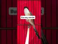 Download Lagu burung cendet #shorts #birds #ytshorts