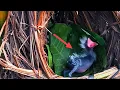 Download Lagu LIHAT APA YANG TERJADI PADA BAYI BURUNG INI