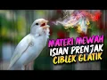 Download Lagu MASTERAN KENARI ISIAN CIBLEK PRENJAK GLATIK buat PANCINGAN KENARI PAUD ISIAN MEWAH