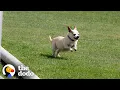 Senior Chihuahua Turns Into A Puppy Once He Finds The Perfect Family The Dodo