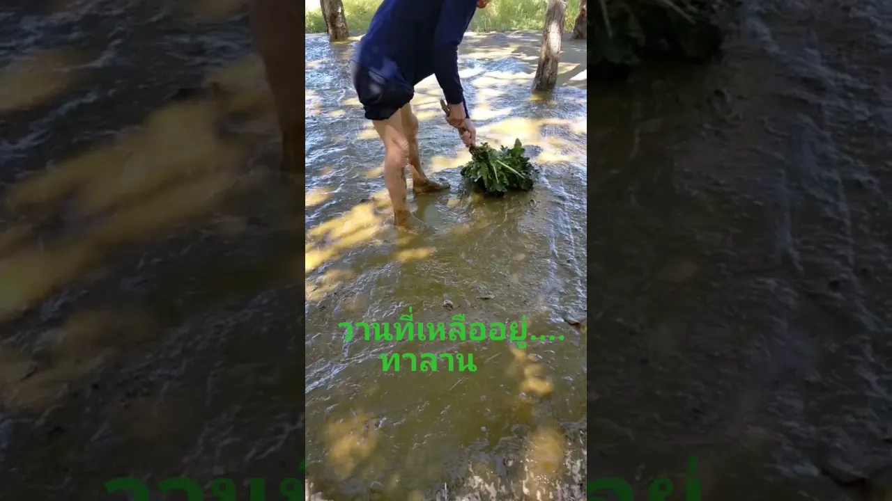 ทานลาน