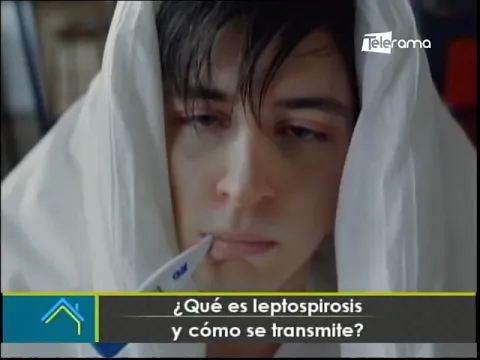 ¿Qué es leptospirosis y cómo se transmite?