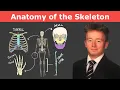 Anatomy of the Skeleton Learn Every Bone for A P