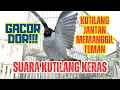 Lagu Pancingan Kutilang ASLI gacor - pikat suara kutilang memanggil teman - masteran kutilang Isian mewah