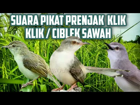 Download MP3 Suara Pikat Prenjak Klik Klik/Ciblek Sawah