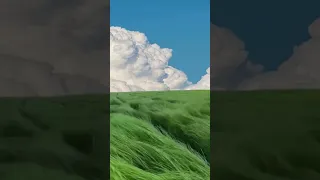 This Beautiful Field Of Long Grass On A Windy Day Peaceful Relaxing 