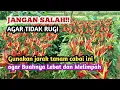 Lagu JARAK TANAM CABAI YANG BAIK AGAR BUAHNYA LEBAT DAN BANYAK