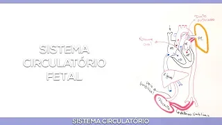 Sistema circulatório fetal