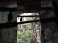 Download Lagu anakan burung jalak kebo