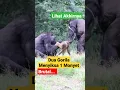 Download Lagu WEW, DUA GORILA MENYIKSA SEEKOR MONYET DIHUTAN, LIHAT AKHIRNYA MARAH SERANG BALIK ⁉️ #viral #animals