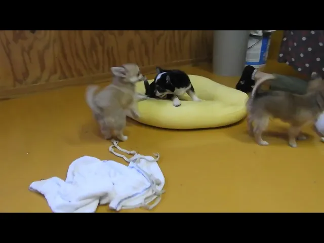 動画