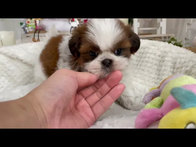 動画