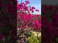 Download Lagu Bougainvillea season is here 🌸❤️ # bougainvillea #spring #floweringplants #beautifulnature