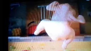 الفرخة الراقصة 