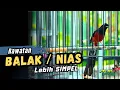Download Lagu Murai Batu BALAK / NIAS UNTUK GACOAN 👍