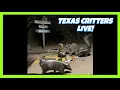 BlueIndigoTrails TEXAS NIGHT CRITTER CRUNCH - LIVE