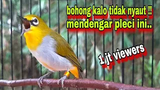 burung pleci gacor ngalas nembak pleci bustomi gacor mancing lawan