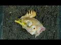 Download Lagu TIMELAPSE : 93 Jam Pembusukan Kepala Ayam di Atas Tanah